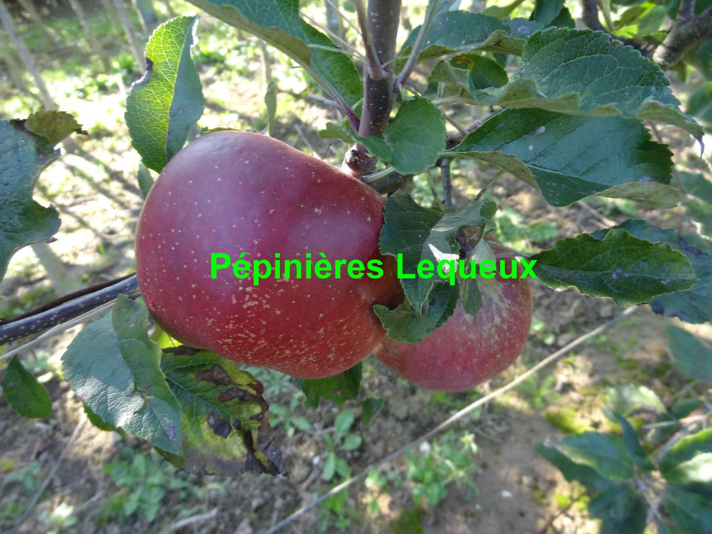 MELROSE Pomme d'hiver, longue conservation