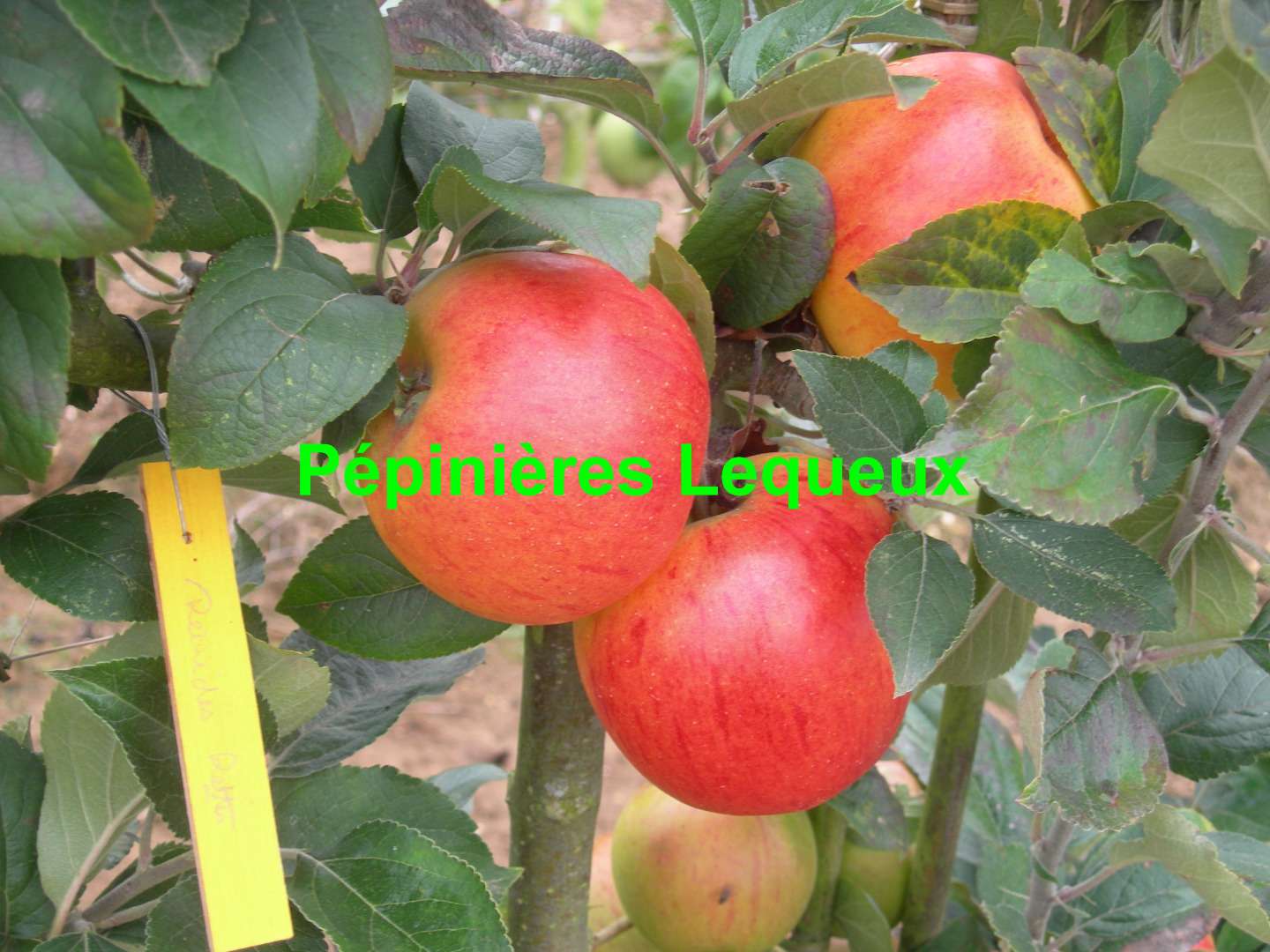 REINE DES REINETTES Pomme d'automne, ancienne variété