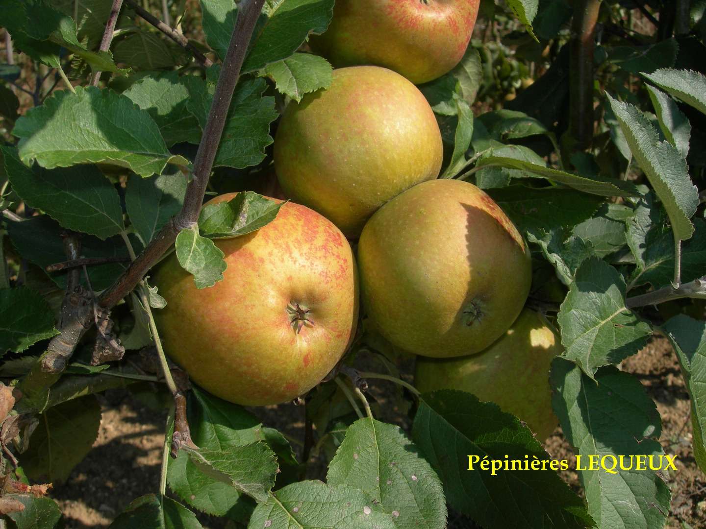 BELLE DE BOSKOOP Pomme d'hiver, longue conservation