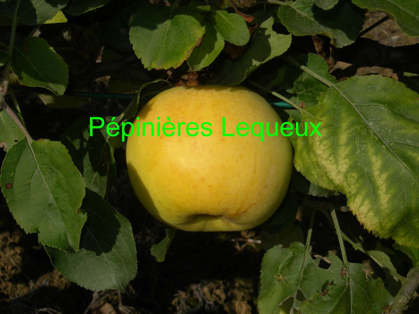 TRANSPARENTE DE CRONCELS Pomme d'été, pomme d'août