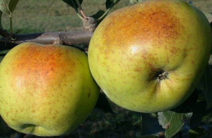 RAMBOUR D'HIVER pomme d'hiver ancienne variété