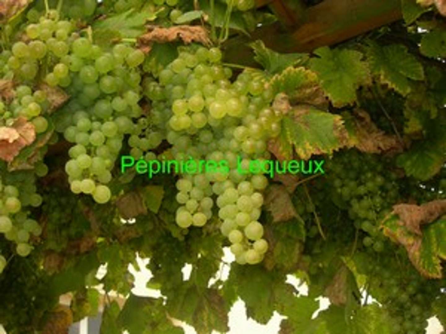 CHASSELAS Vigne de Fontainebleau
