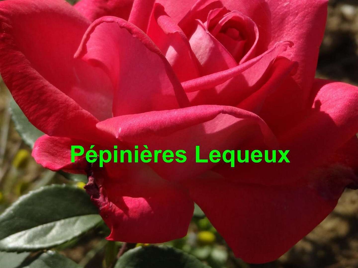 LOLITA LEMPICKA rosier rose magenta parfumé 