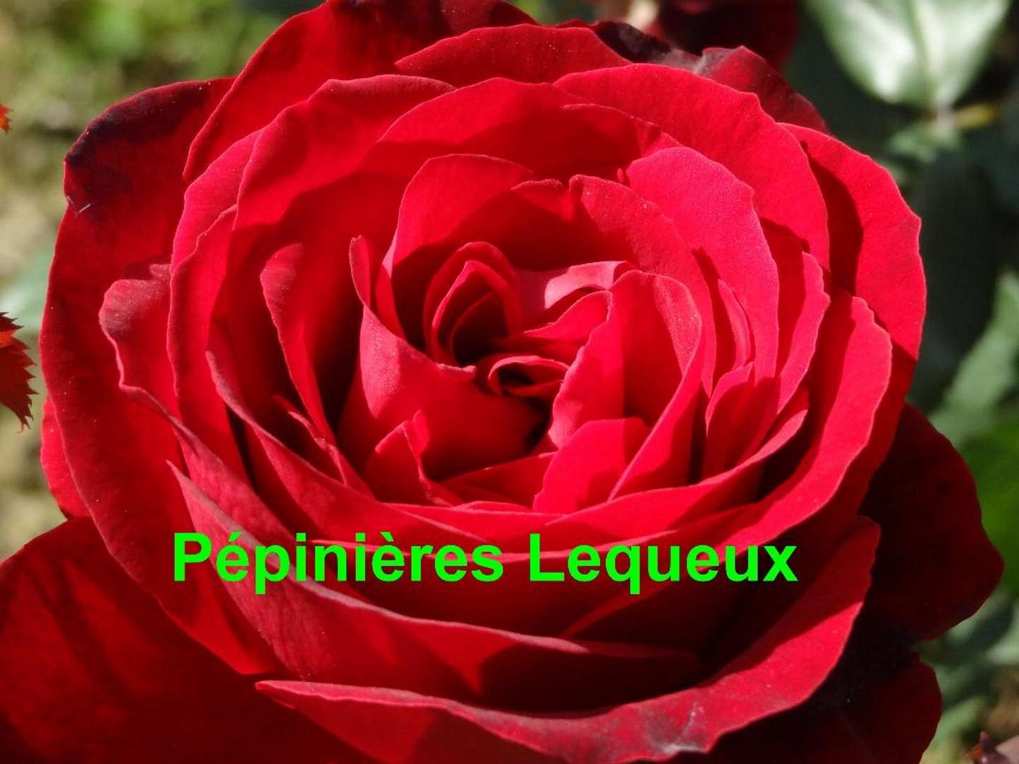  ROYAL GARDEN rosier rouge foncé parfumé 