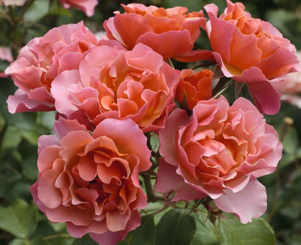 JEAN COCTEAU rosier bicolore, ocre et rose