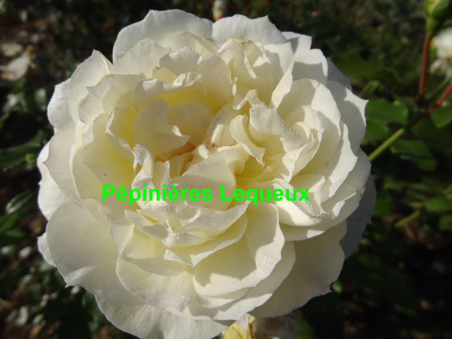 TCHAIKOVSKI rosier buisson blanc nuancé crème