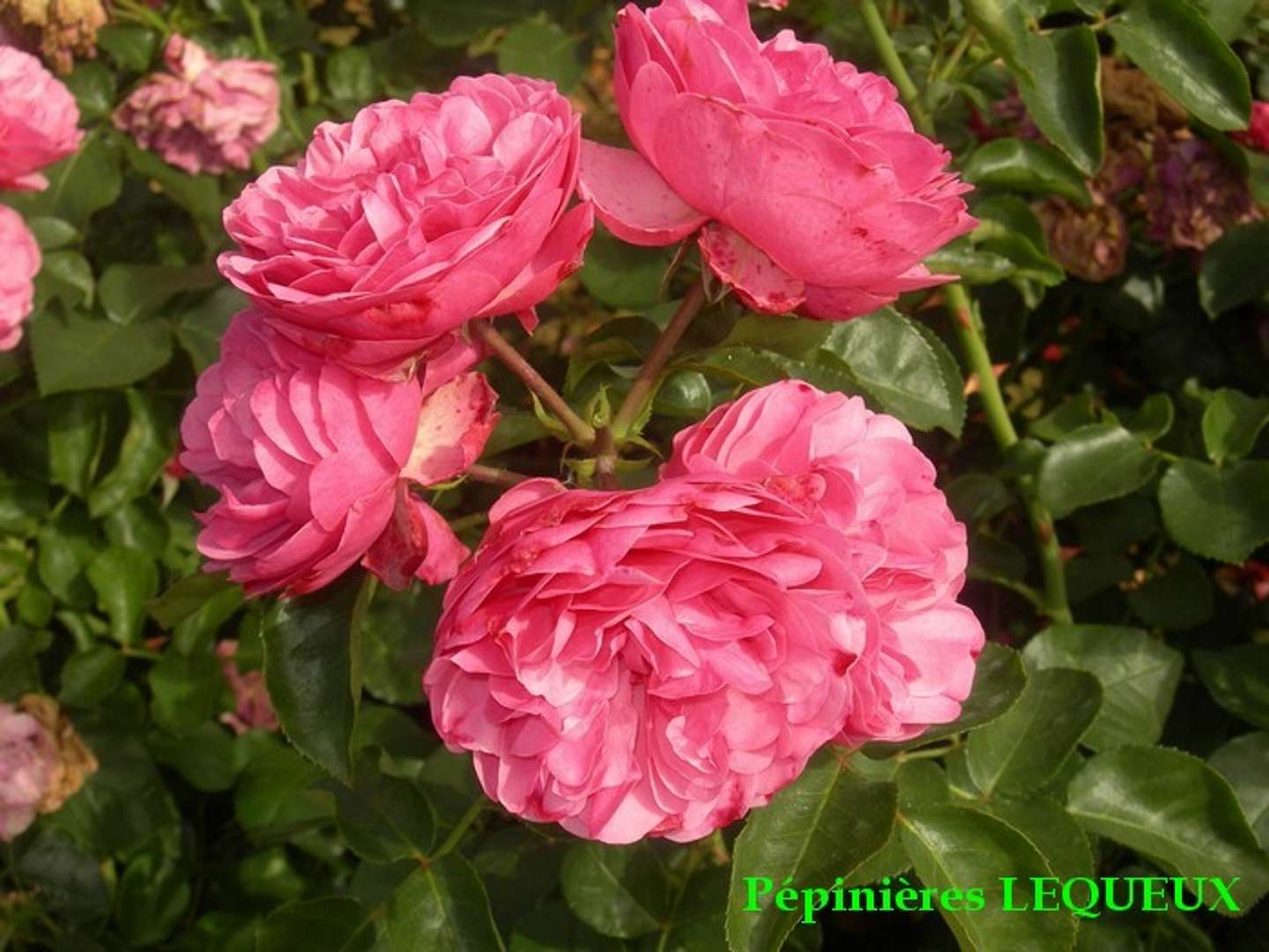 LEONARD DE VINCI rosier buisson rose bengale