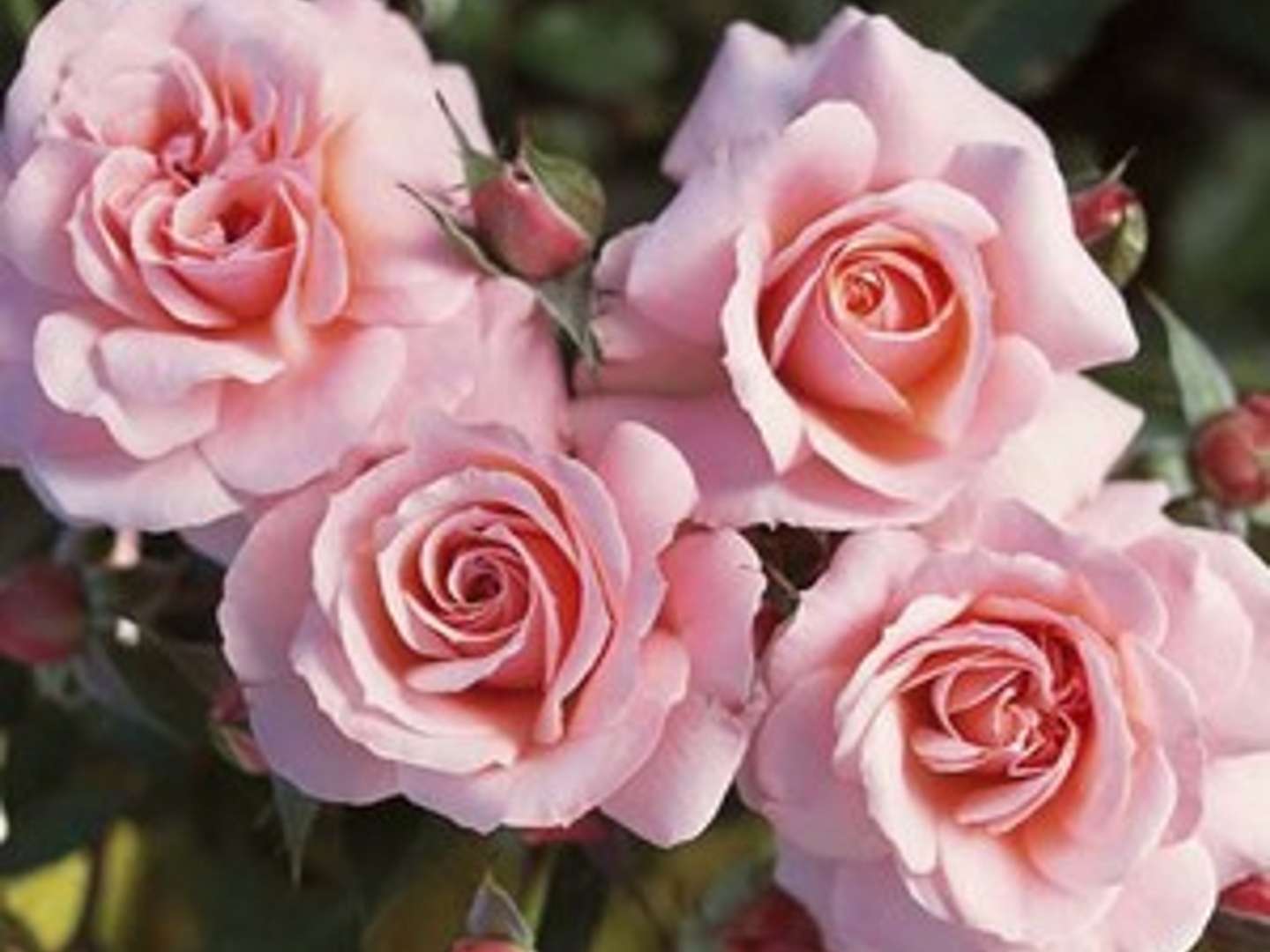 BOTTICELLI rosier buisson rose tendre