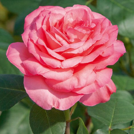 PANTHERE ROSE rosier tige rose 