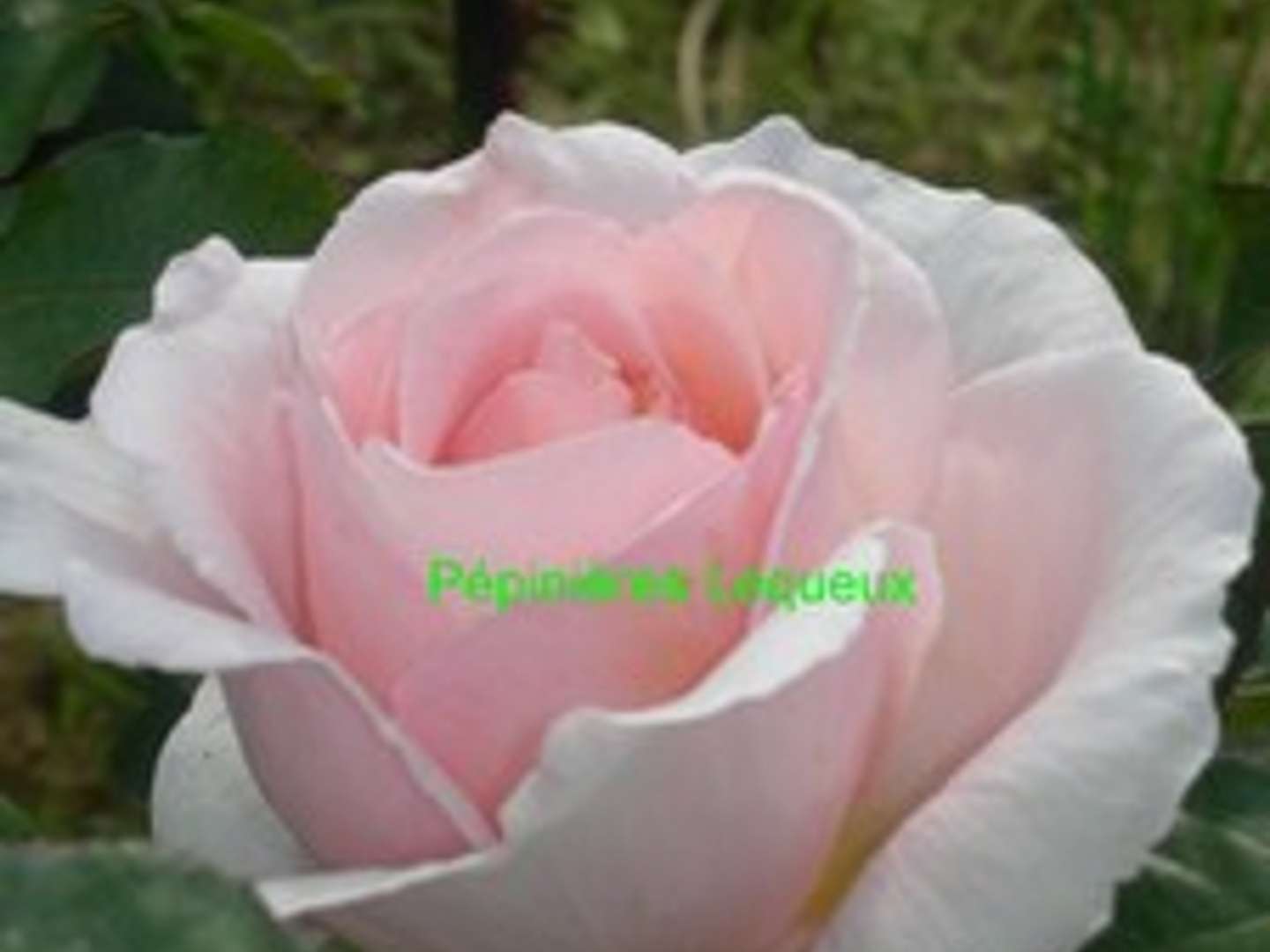 ANDRE LE NÔTRE rosier grimpant de coloris rose frais , très parfumé