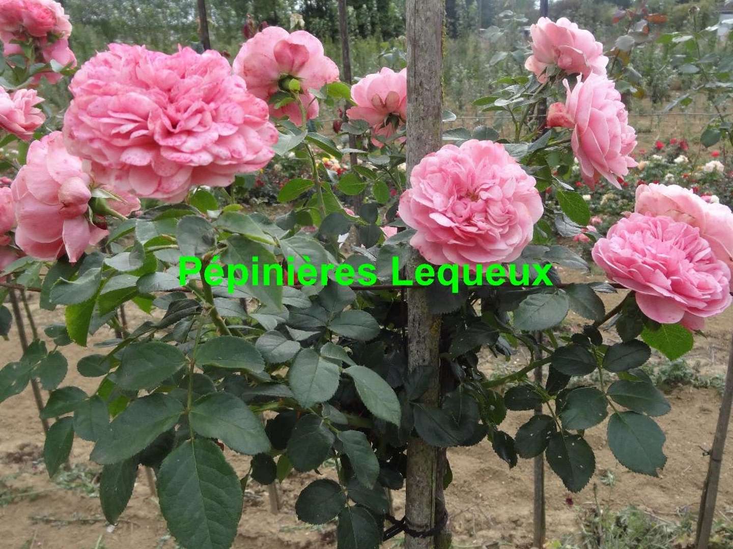 LEONARD DE VINCI Rosier Tige de coloris rose bengale , parfumé