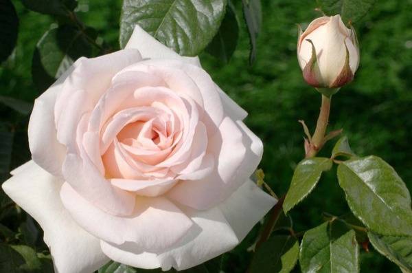 Sécateur manche bois de rose – Le Prince Jardinier